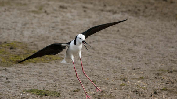 Image of Pied Stilt