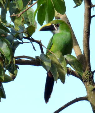 Image of Greyish-throated Toucanet