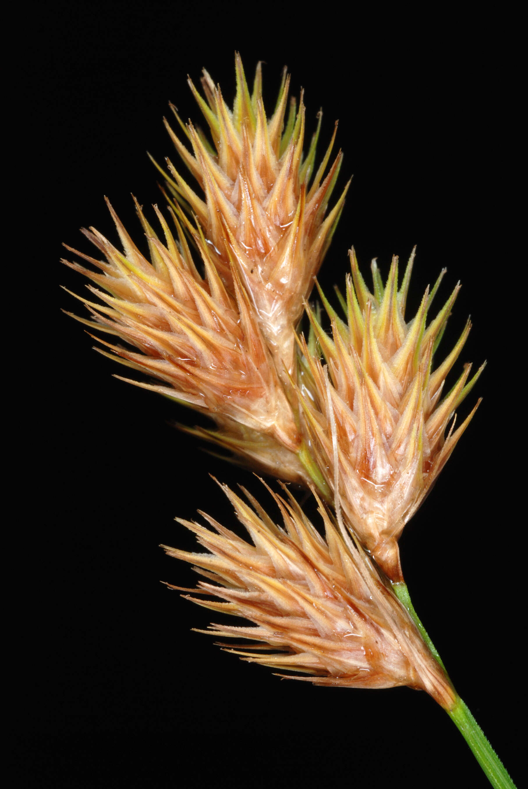 Image of broom sedge