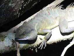 Physignathus resmi