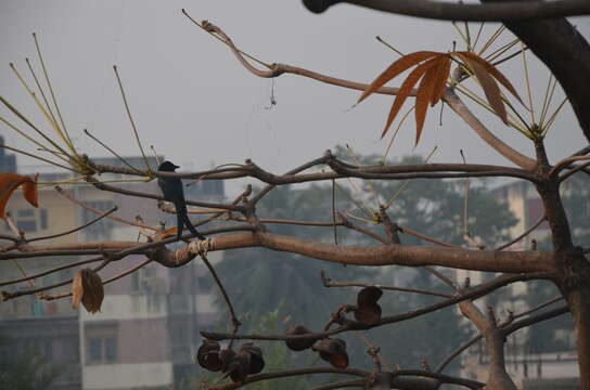 Image of Black Drongo