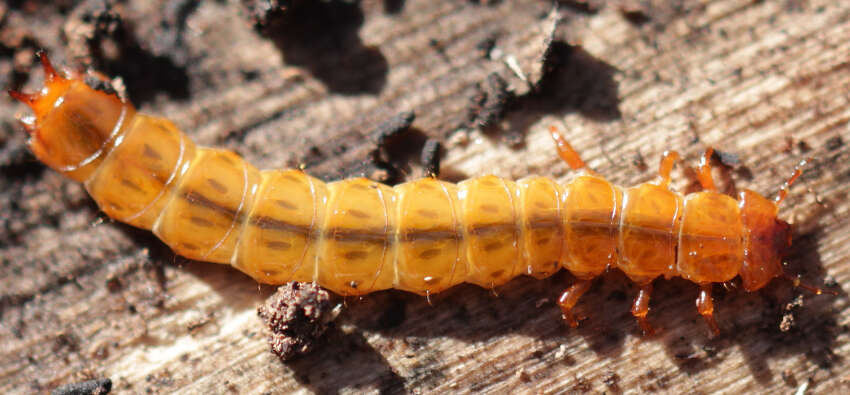 Image of Cucujus cinnaberinus