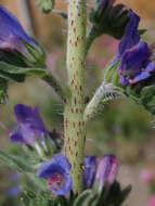 Imagem de Echium vulgare L.