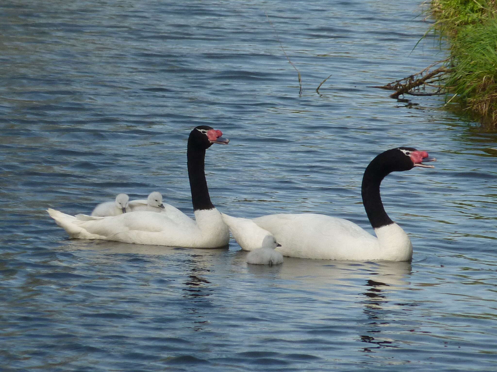 Imagem de Cisne-de-pescoço-preto