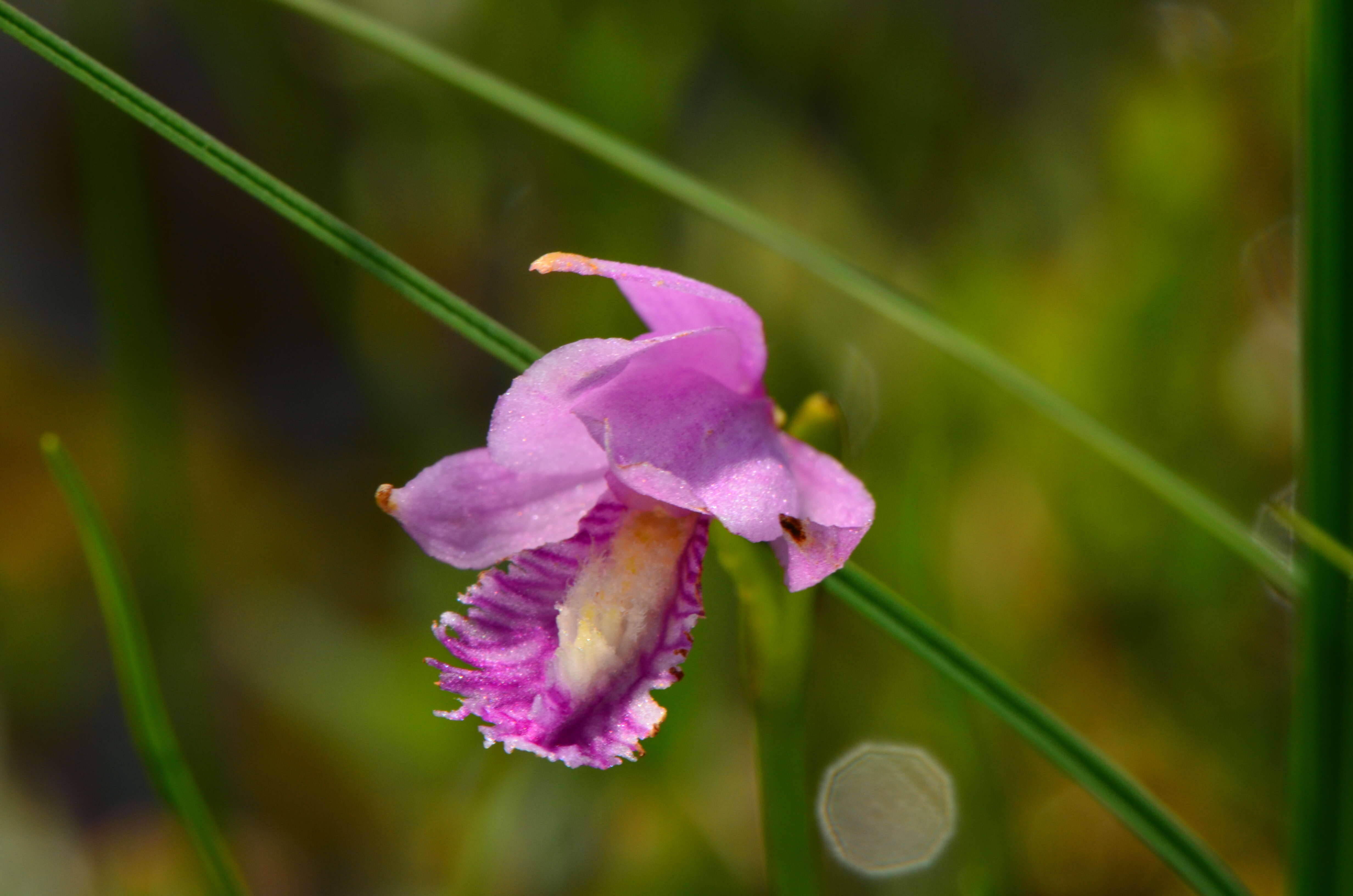 Image of snakemouth orchid