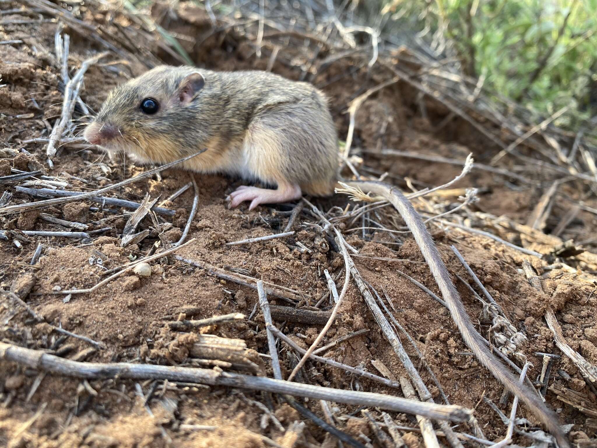 Image of Hispid Pocket Mouse