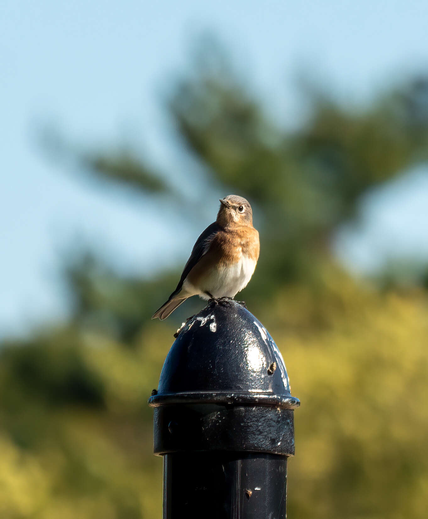 Image of Eastern Bluebird