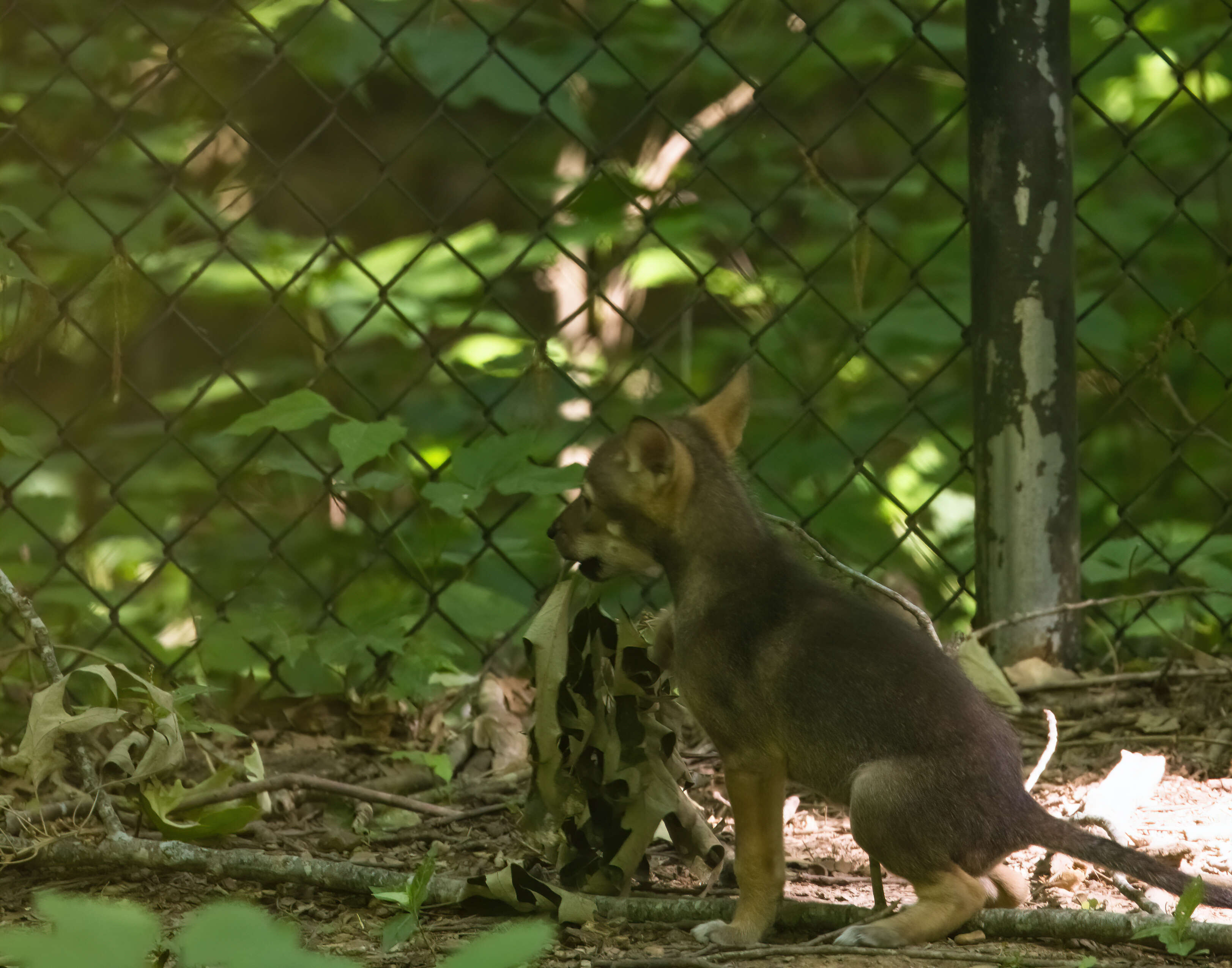 Image of Red wolf