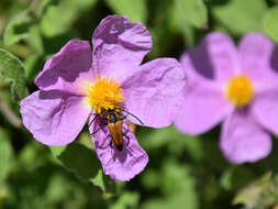 Image of Cistus creticus L.