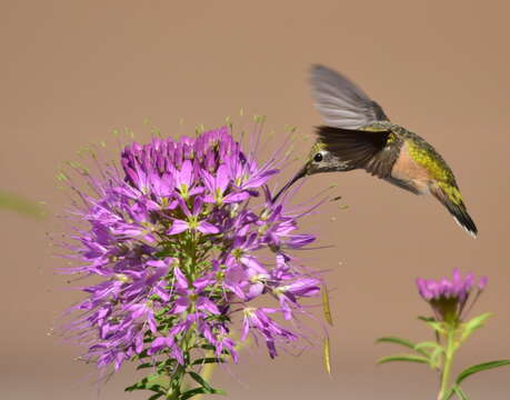 Image of Broad-tailed Hummingbird