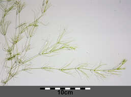 Image of Stonewort