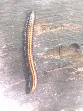 Image of Striped Millipede