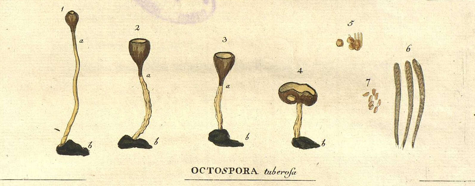 Image of Dumontinia tuberosa (Bull.) L. M. Kohn 1979