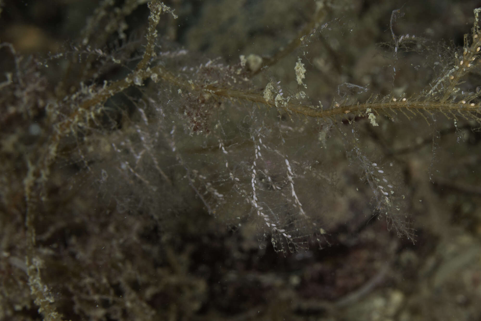 Image of glassy plume hydroid