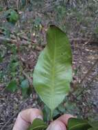 Image of Xanthostemon oppositifolius F. M. Bailey