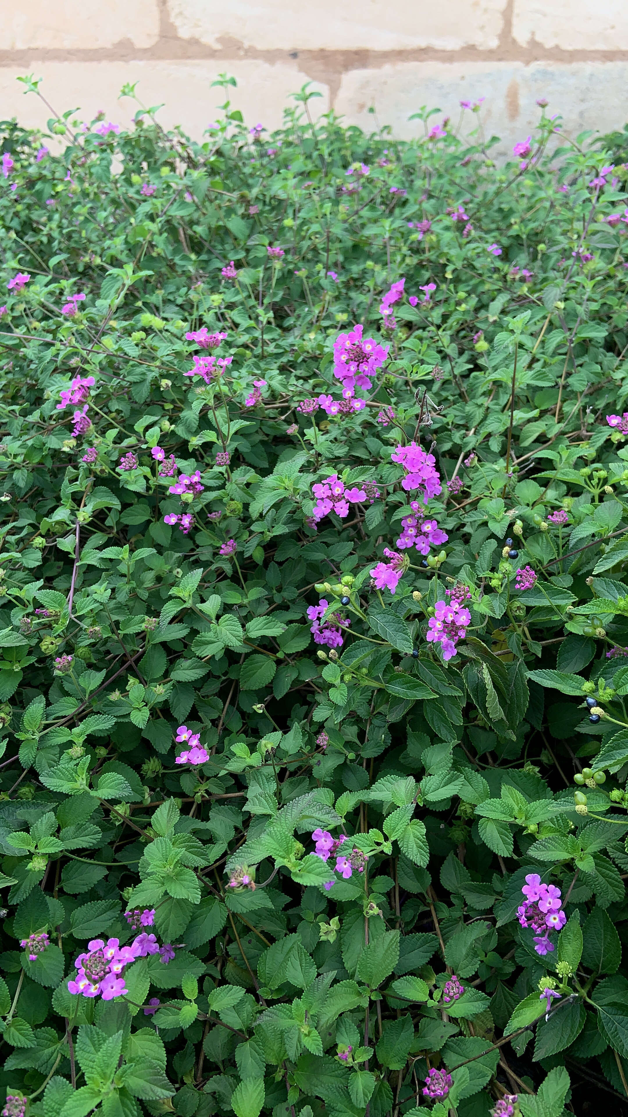 Image of trailing shrubverbena