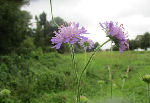 Слика од Knautia arvensis (L.) Coulter