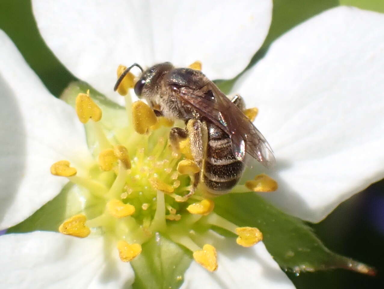 Image of Halictus confusus Smith 1853