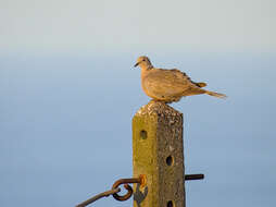 Image of Collared Dove