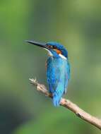 Image of Common Kingfisher