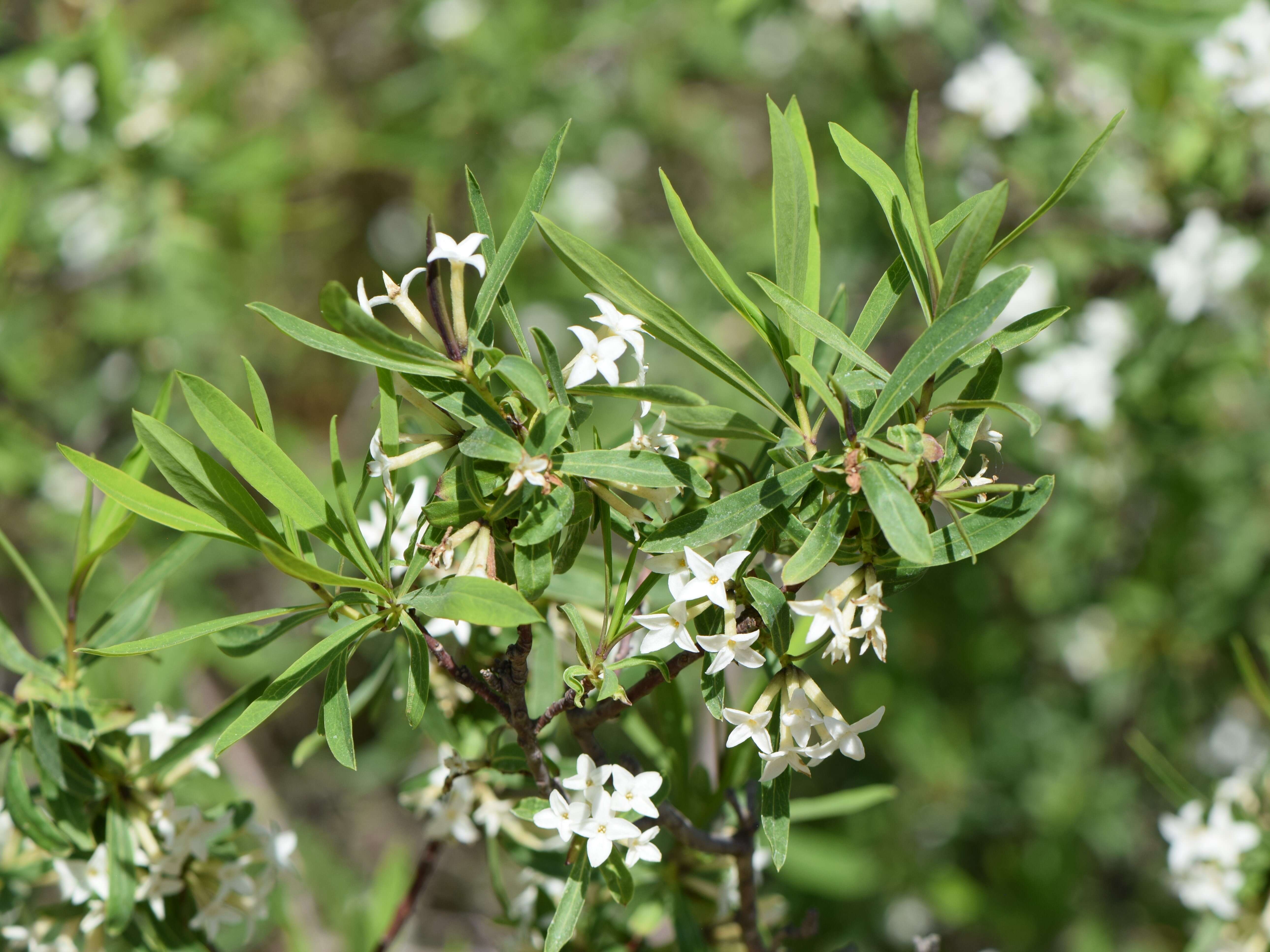 Image of Daphne altaica Pall.