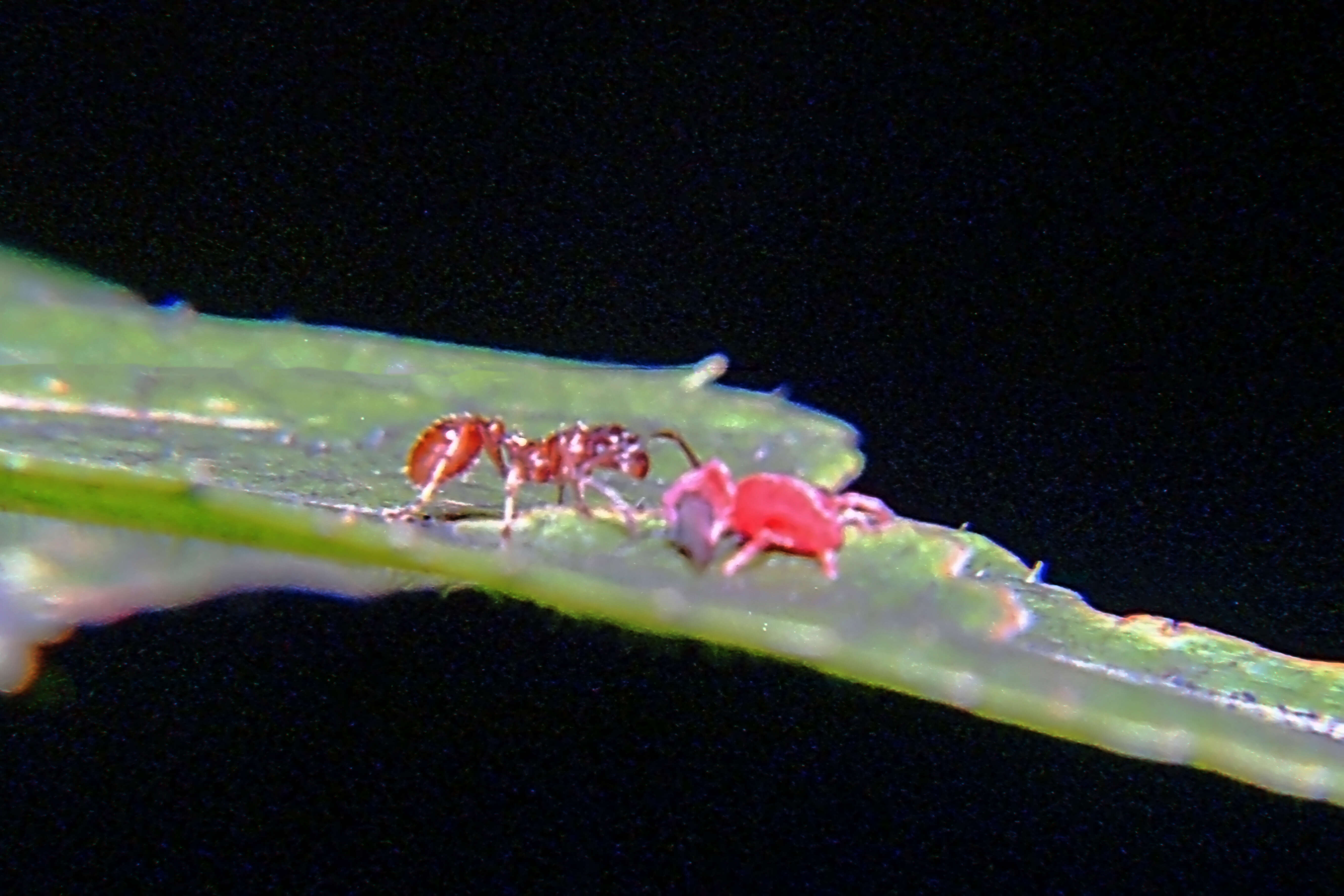 Image of Trombidium holosericeum