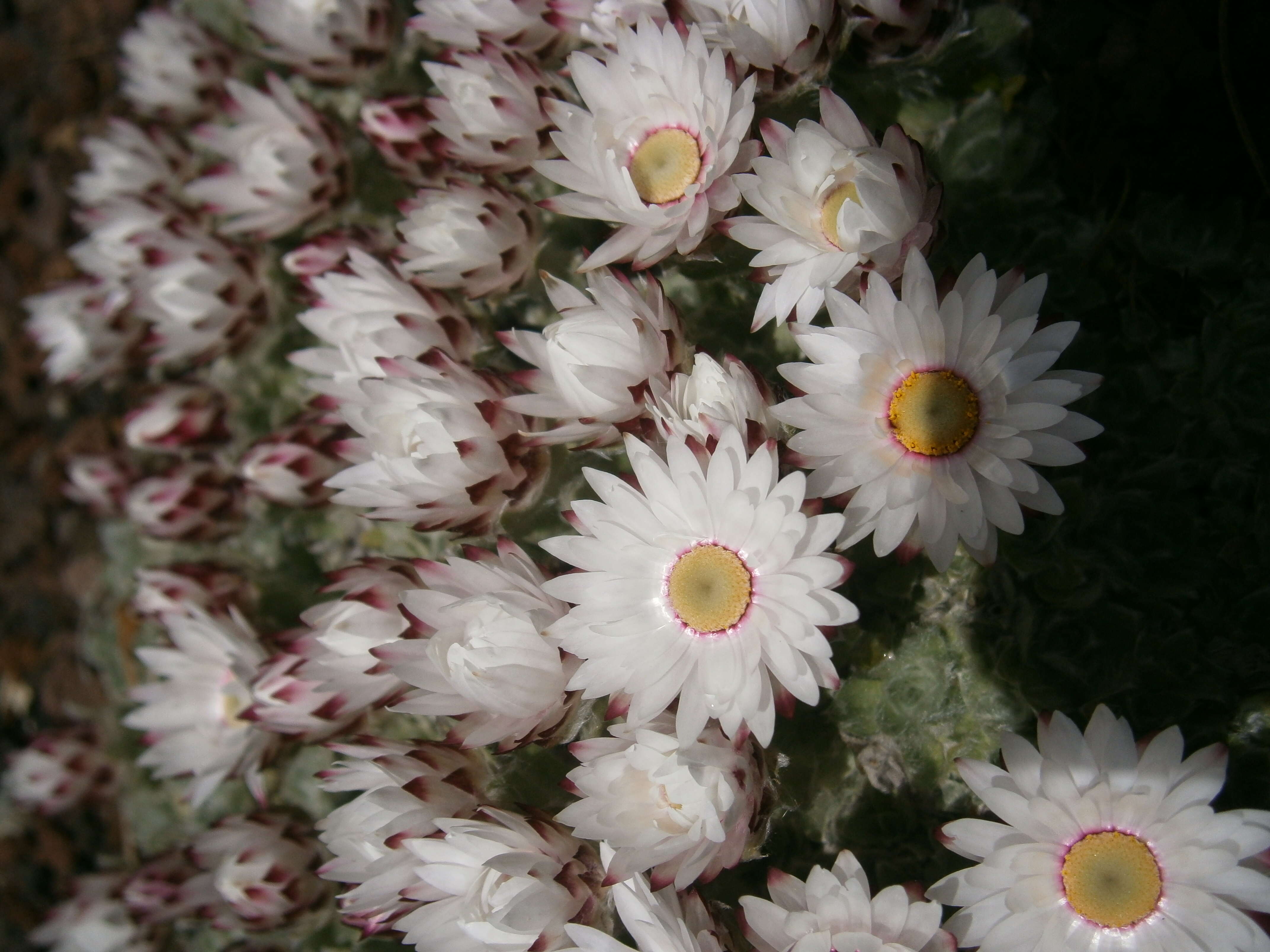 Image of Helichrysum milfordiae Killick