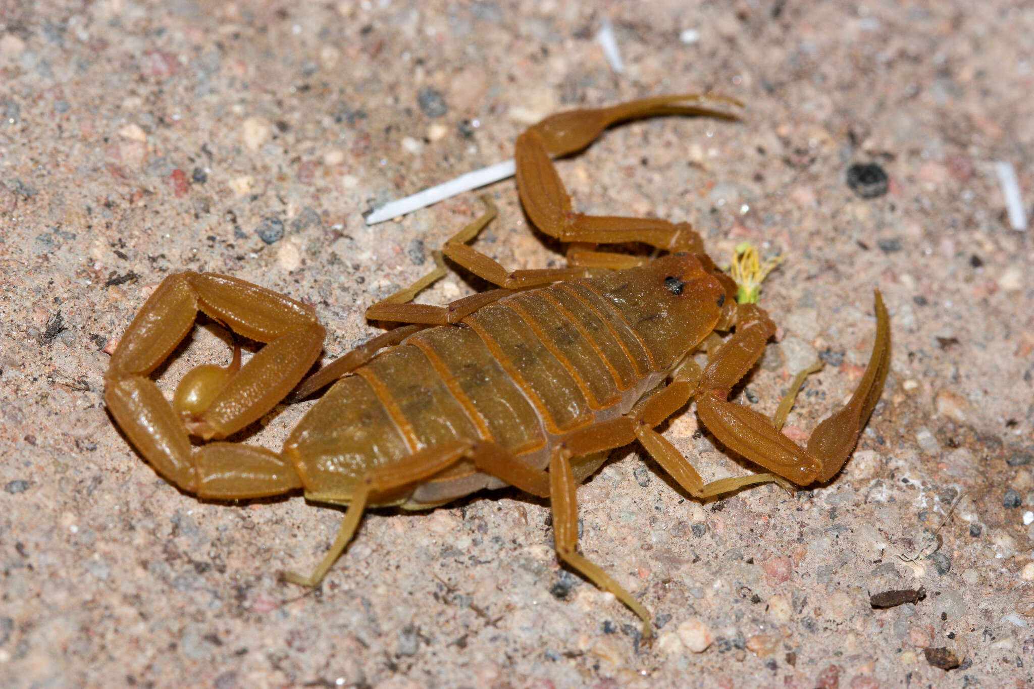 Image of Arizona Bark Scorpion