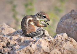 Image of white-tailed antelope squirrel