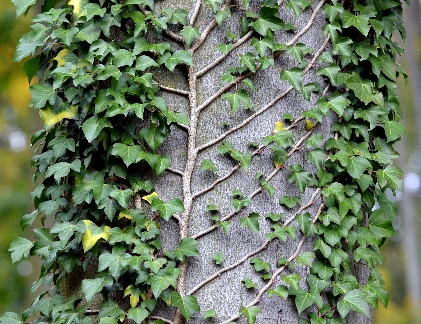 Image of English ivy