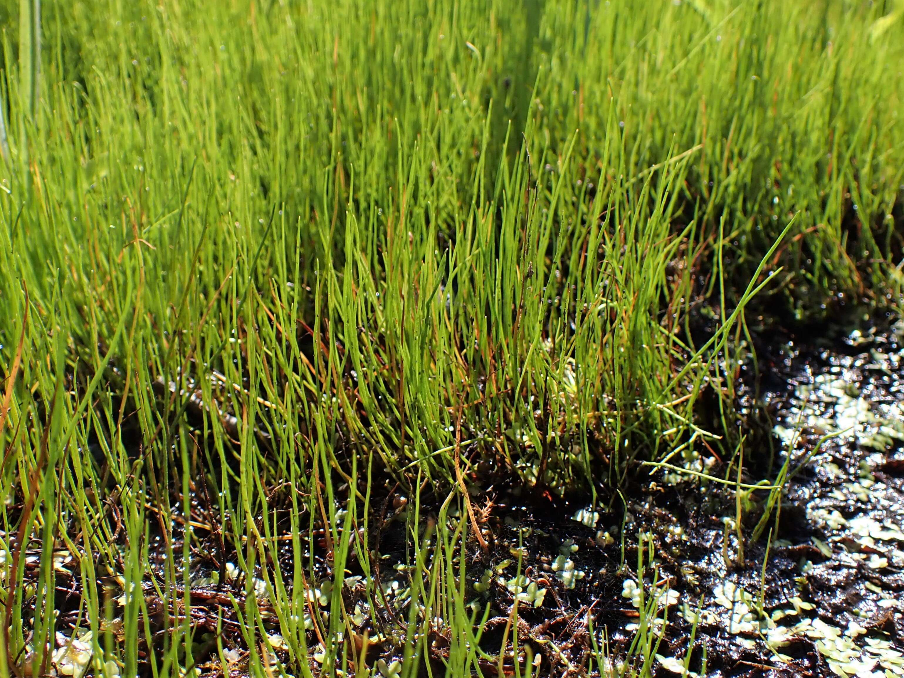 Image of Pillwort