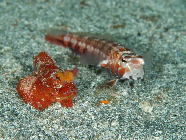 Image of Sculpin scorpionfish