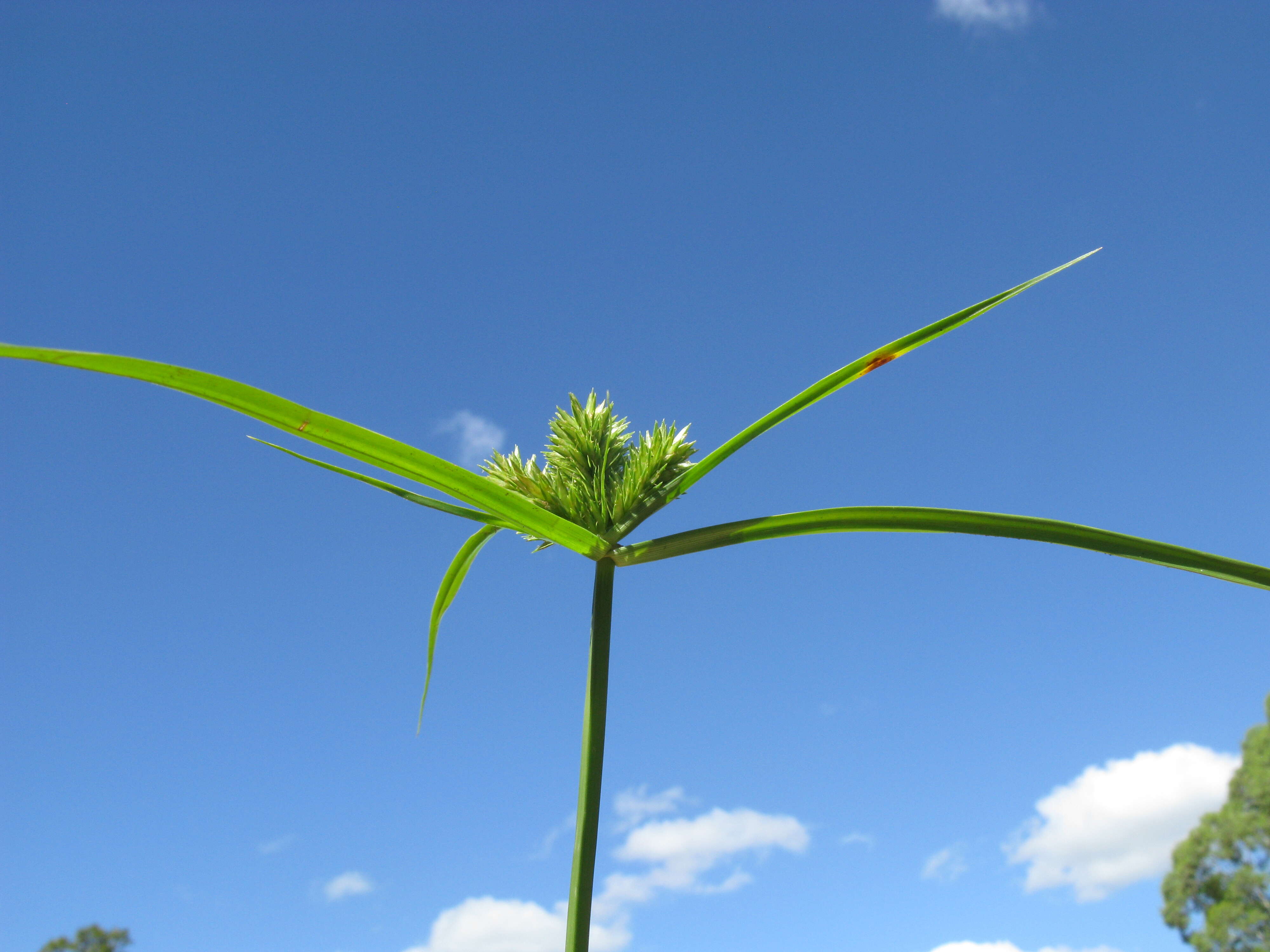 Слика од Cyperus aggregatus (Willd.) Endl.