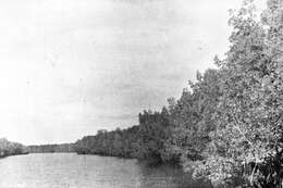 Image of red mangrove