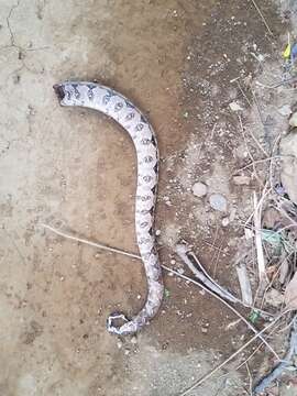 Image of Central American Boa