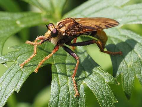 Image of Hornet robberfly