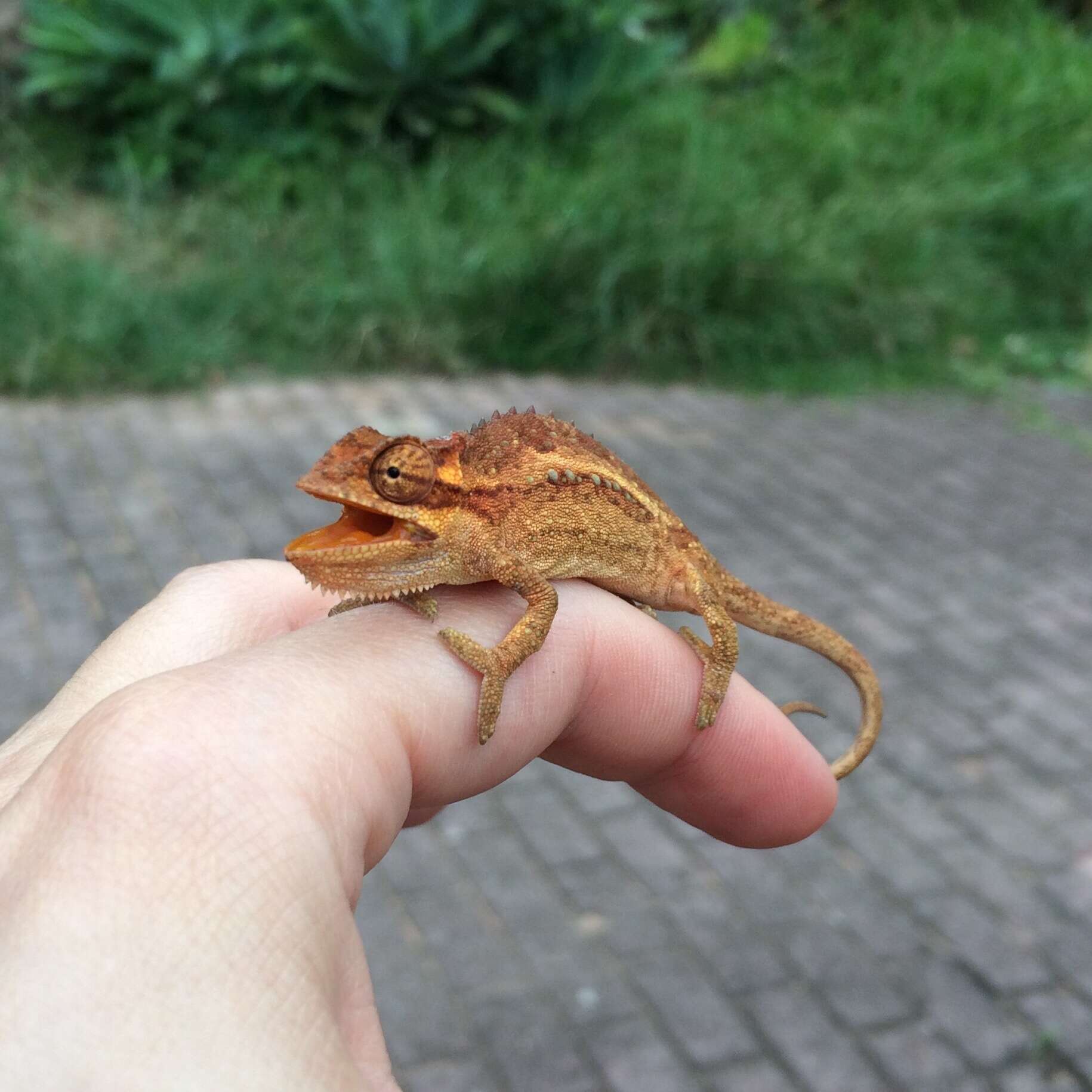 Image of Black-headed Dwarf Chameleon