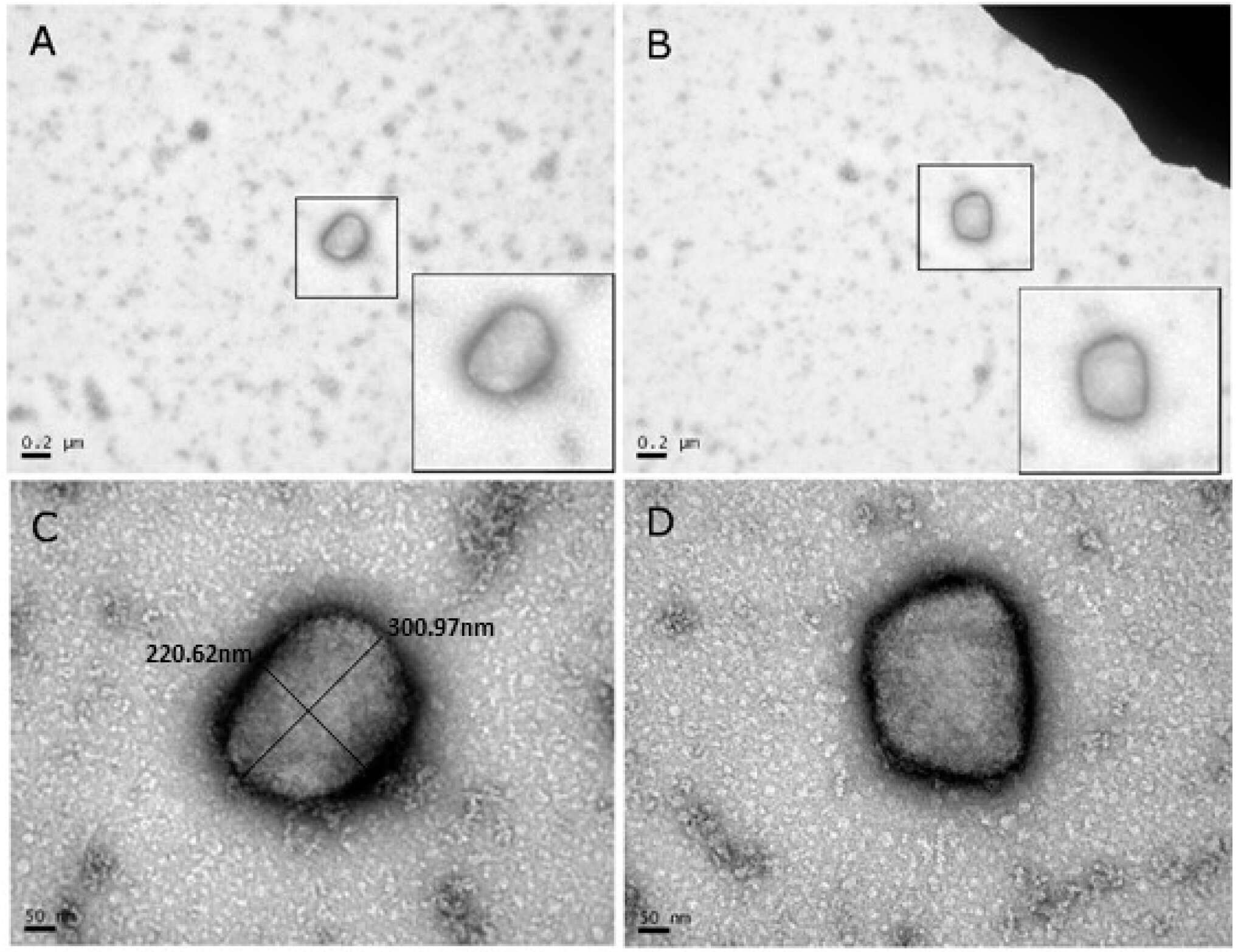 Image of Orthopoxvirus