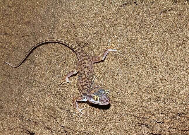 Image of geckos