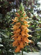 Image de Digitalis sceptrum L. fil.