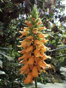 Imagem de Digitalis sceptrum L. fil.