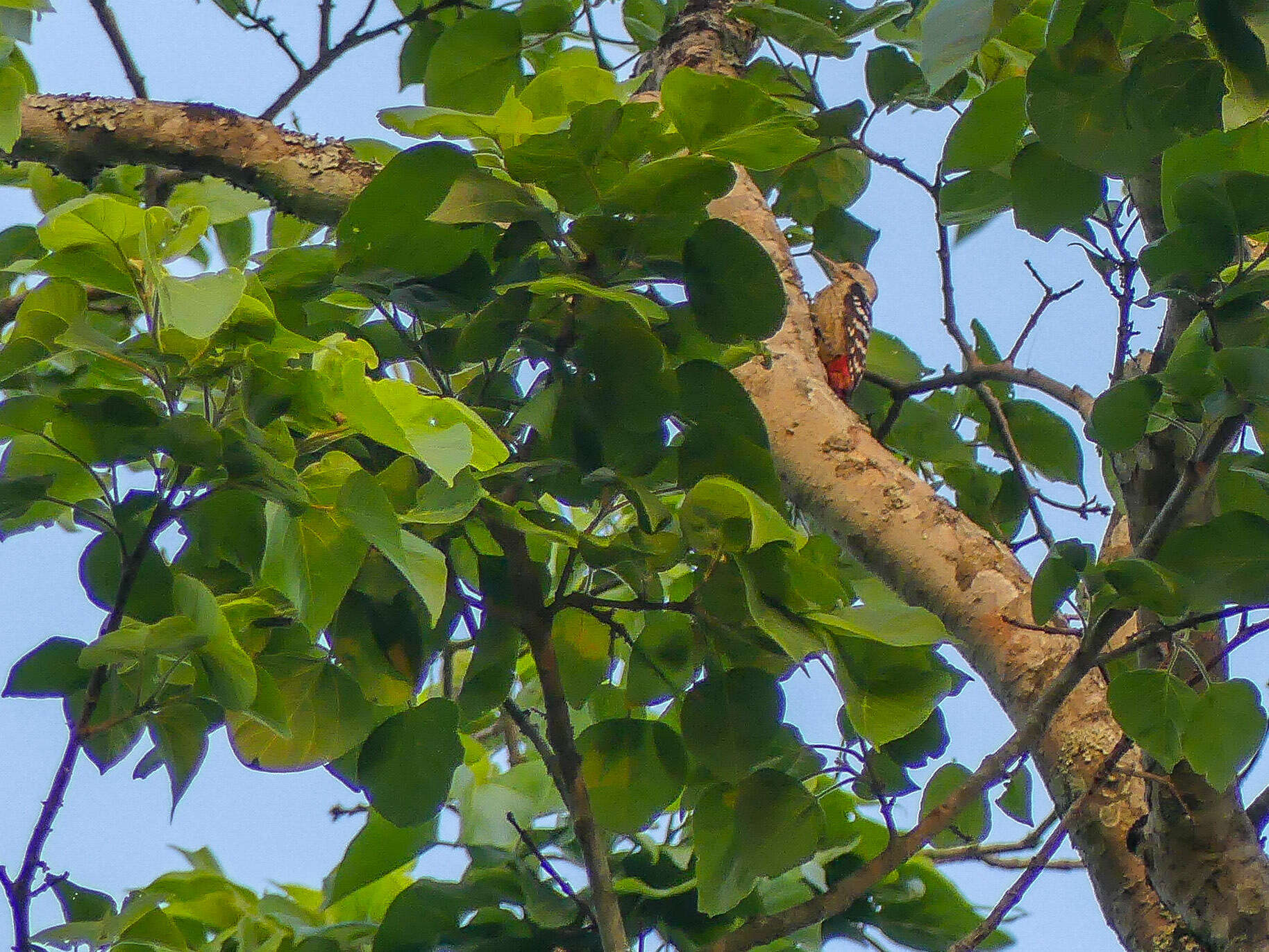 Image of Fulvous-breasted Woodpecker