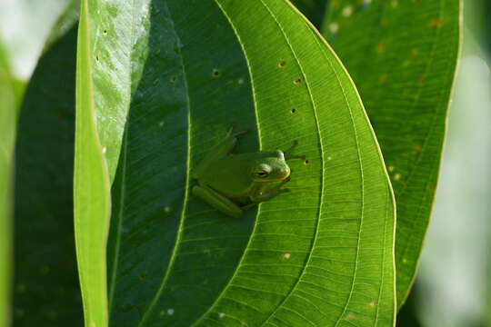 Image of American Green Treefrog