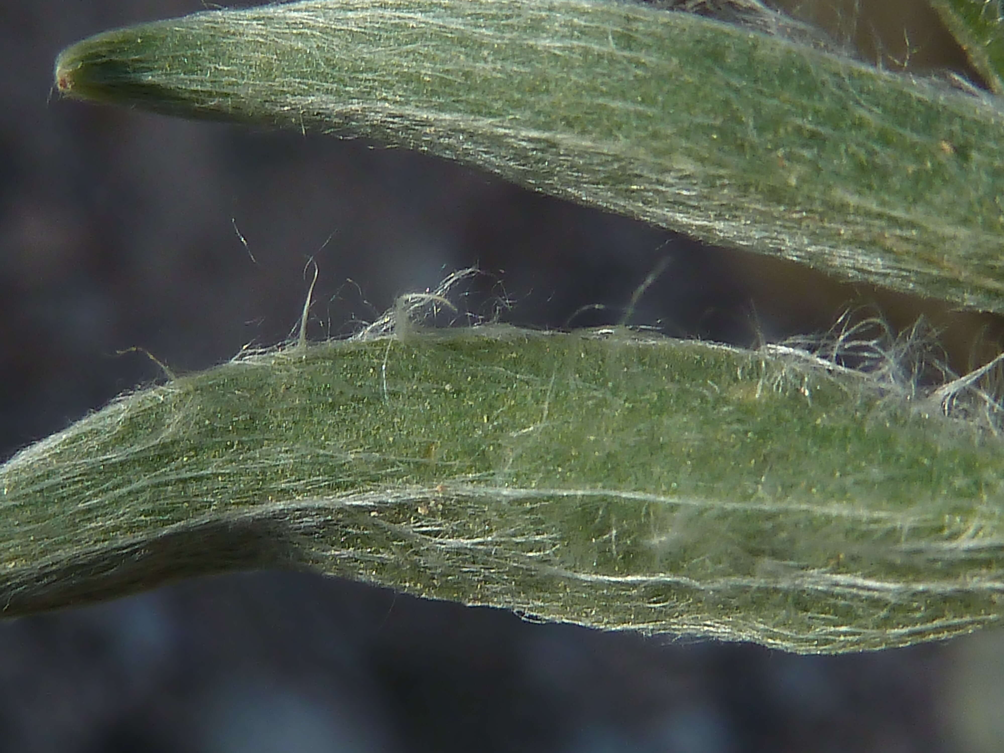 Plantago albicans L. resmi