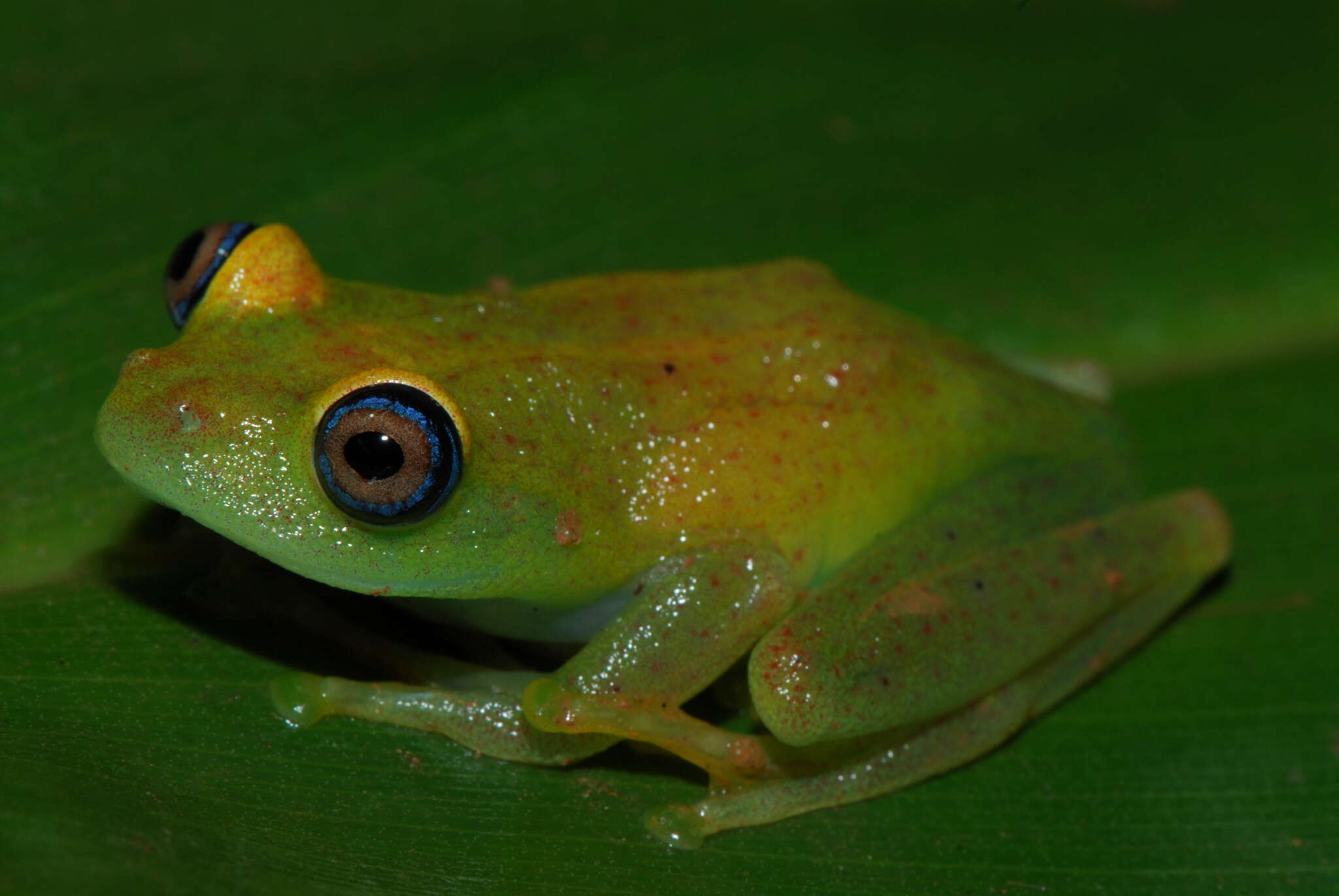 Image of Green Bright-eyed Frog