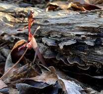 Image of Spring coralroot