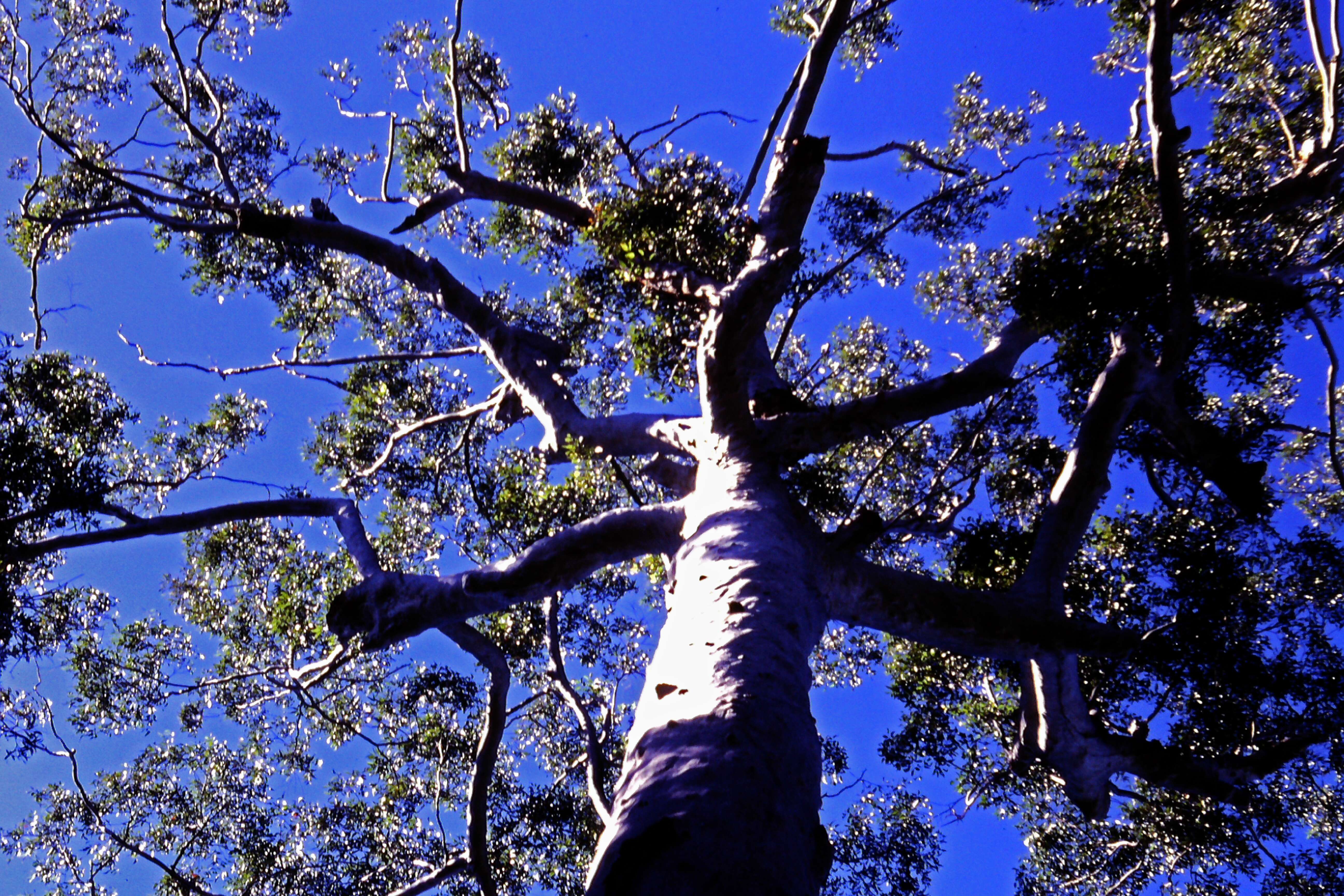 Image of grand eucalyptus
