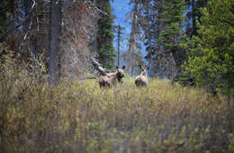 Слика од Alces alces andersoni