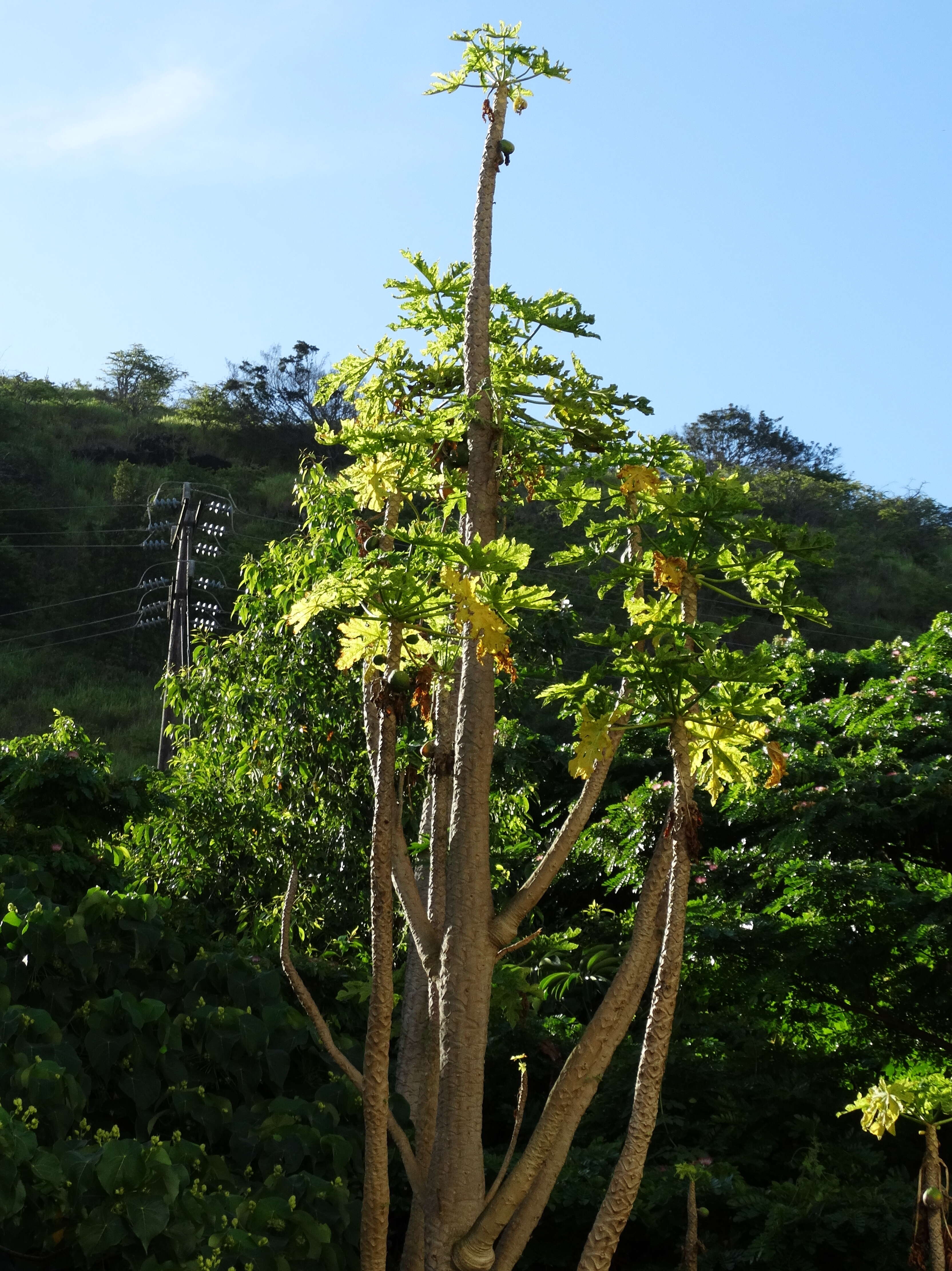 Image of Papaya ringspot virus