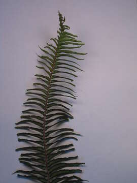 Image of Asian sword fern